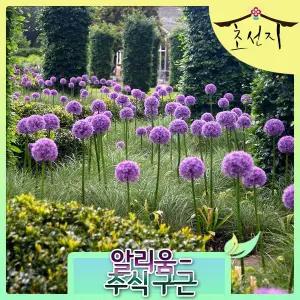 [초선지] 알리움 글로브마스터 핀볼위자드 대형 추식 구근 월동가능 다년생 신품종