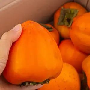 대봉감 5kg 특대과(16내외) / 자연숙성 고당도 명품 영암 대봉홍시 곶감말랭이 제철 신선과일 특품 선별 대박이 농원