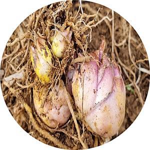 백합/알뿌리화초구근/3구/노지월동