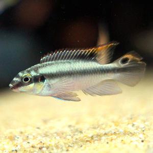 크리벤시스 1마리