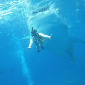 [패스트트랙] 오슬롭 고래상어 (투말록) 모알보알 호핑 (공항픽업무료 조인단독)