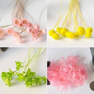 플라라 프리저브드플라워 모음 기획 드라이플라워