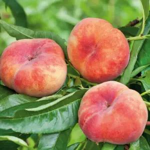 거반도 납작복숭아 묘목 접목1년생 중묘 대과종 납작 복숭아나무 노지월동 정원과일나무 (목하원예조경)