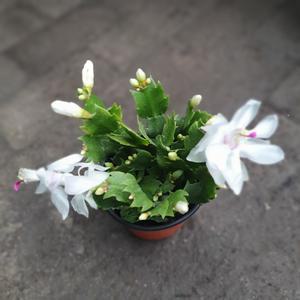 게발선인장 화이트 15~25cm 45 공기정화식물 다육식물