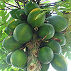 파파야 씨앗 10립 / 허니듀 / 열대 나무 / 종자 희귀씨앗