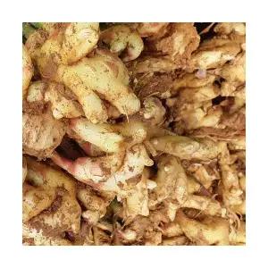 완주 봉동 계량형 토종 흙 생강(2025년 생산)5kg