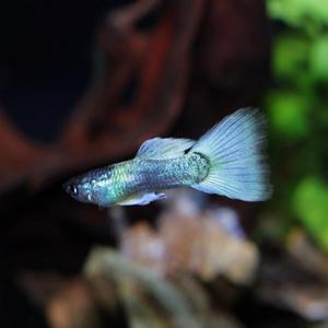 티아쿠아 열대어 저먼 화이트 턱시도 구피 한쌍 관상어