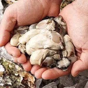 [자연맛남][산지직송] 국내산 신선한 통영 햇 생굴 2kg 초장증정