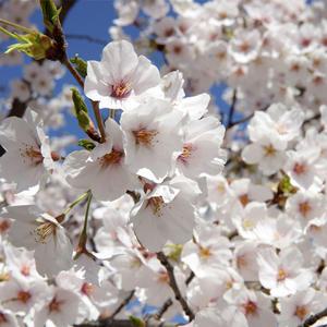 왕벚나무 묘목 2m 상묘 벚꽃나무 조경수 관상수 가로수