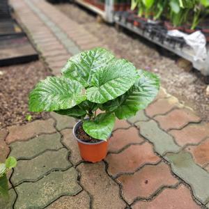 실내공기정화식물 휘커스움베르타 중품 반려식물 35-60cm 109