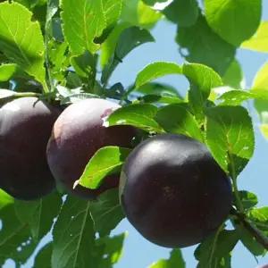 바이오체리나무 묘목 (서양자두+체리 교잡) 접목 1년생 특묘 자가수정 노지월동(목하원예조경)