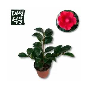 동백 소형 붉은꽃 블랙로즈 동백나무 동백꽃 키우기 대성식물