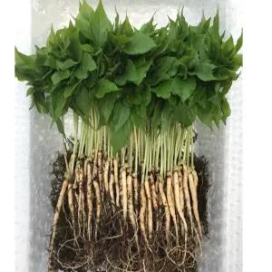 한우물농원 새싹삼 미니