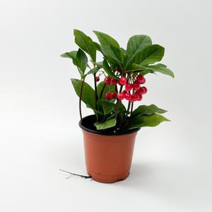 글라스가든 천냥금 소품 실내공기정화 수경재배식물 키우기 쉬운 식물