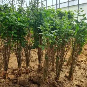 [목하원예조경]구지뽕 구찌뽕 꾸지뽕나무 묘목 실생1년생 노지월동 정원용 약용수 (목하원예조경)