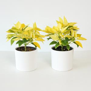 1+1 포인세티아 웨이브 커버분 세트 생화 노랑꽃 크리스마스화분