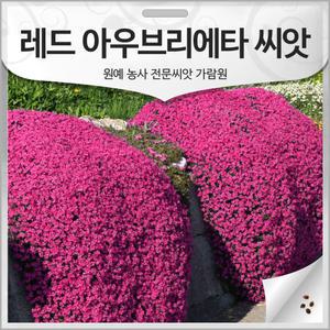 레드 아우브리에타 씨앗 꽃잔디 종자 무늬꽃 다지 50알
