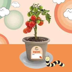 비티 오늘도새싹 방울토마토 새싹키우기 자연 관찰 탐구 학습 생활 식물키우기 원예체험 재배 모종 화분키트 반려식물