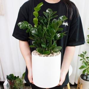 [수도권 당일배달] 대박나세요~! 럭키 금전수 돈나무 50cm 도자기화분세트 18W 개업화분 생일 승진 취업 졸업 이사 결혼 퇴사