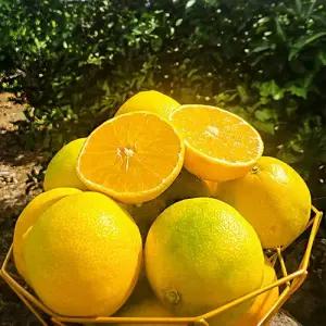 천혜향과 한라봉의 만남 제주 황금향 가정용 5kg