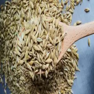 25 햇 겉보리20kg 새싹보리 엿기름 보리차 캣그라스 고양이풀 종자