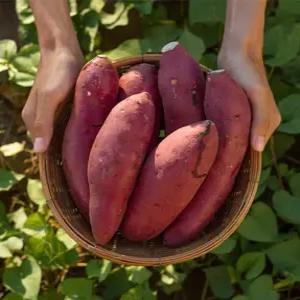 해남 밤고구마 진율미 햇고구마 무농약 비세척 3kg