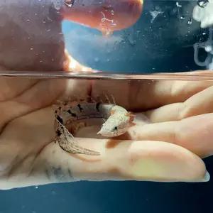 [주니멀열대어]폐어[고대어]폴립테루스 데르헤지(8-10cm)관상어