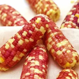 알록달록 홍찰 냉동 삶은 찰옥수수 30개 10~15cm내외