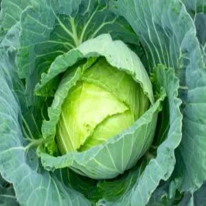 국내산 햇 양배추 1통 3kg