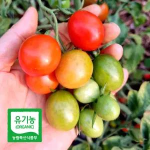 달디단 유기농 대추 방울 토마토 2kg (500gx4팩) 친환경 방토