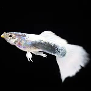 [주니멀열대어][고정구피]저먼화이트구피 1쌍(화이트저먼)관상어