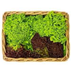 프리미엄 유러피안 샐러드 채소 1kg내외(3-6종랜덤)