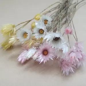 드라이플라워 프리저브드 샤이니화이트