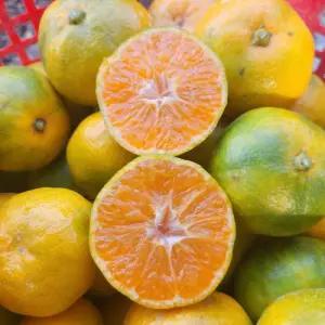 제주 노지 감귤 4.5kg 꼬마소과 새콤달콤한 고당도 제주감귤