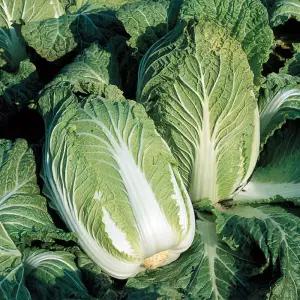 강원도 고랭지 배추 4포기 6-12kg 강원도 통배추 강원도 생배추 김장배추 강원도배추 김장용배추 햇배추