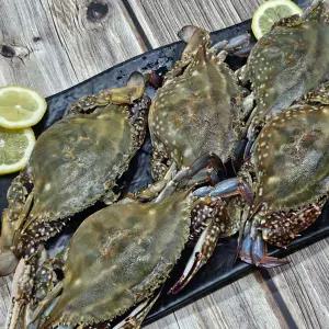 국내산 통통 급냉 암꽃게 1kg(4~6미)