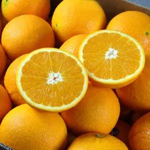 신선한 발렌시아 오렌지 56입 (대과260g내외 56과사이즈)