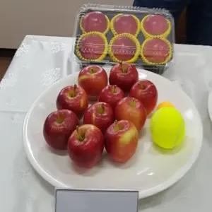 루비에스묘목 루비에스사과묘목