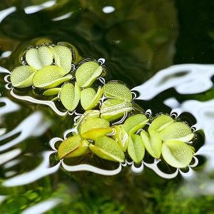 생이가래 (부상수초) - 구피치어 수생식물