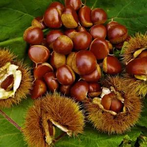 국내산 국민영양간식 토종밤 햇밤 대밤 1kg