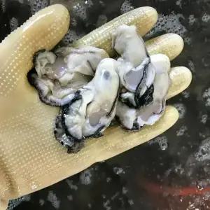 국내산 여수 통영 생굴 1kg 별미 굴전 굴밥 굴국 순살 깐굴 알굴 손질 세척 겨울 보양식 제철 오이스터 간편 젓 국 회