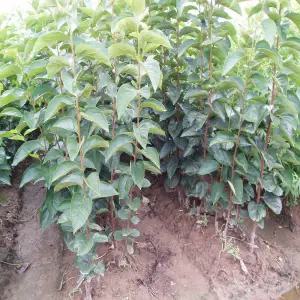 감나무 묘목 부유단감나무 진영단감 2년생 특묘