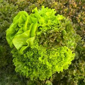 유러피안 샐러드 상추 채소 유럽채소 1kg