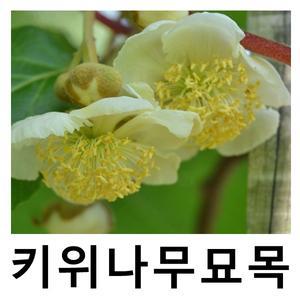 키위나무 묘목 수분수 숫나무 도마리 접목1년 특묘