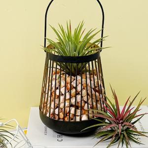 집에서 이오난사 키우기 쉬운 먼지먹는식물 공기청정 책상식물