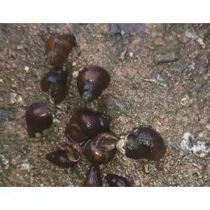 우렁이 1마리 수족관 어항 이끼제거 키우기