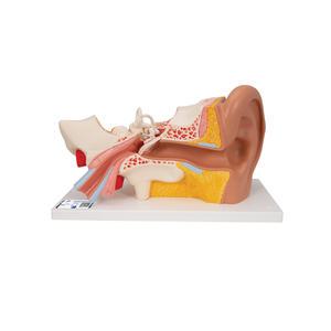 -3B Scientific 인체해부모형 4분리 귀모형 E10 3배확대 외이 내이