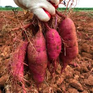 해남 호박고구마 호풍미고구마 5kg (한입)