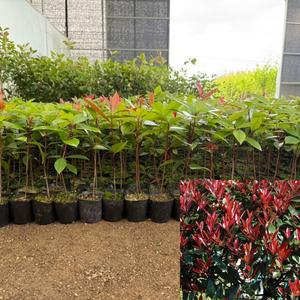 홍가시나무 (키25cm전후) 레드로빈 포트묘 홍가시묘목 잎이이쁜 울타리조경