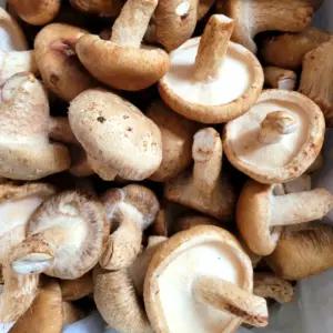 [국내산] 무농약 못난이 송화 송향버섯 1kg 대용량 식당용